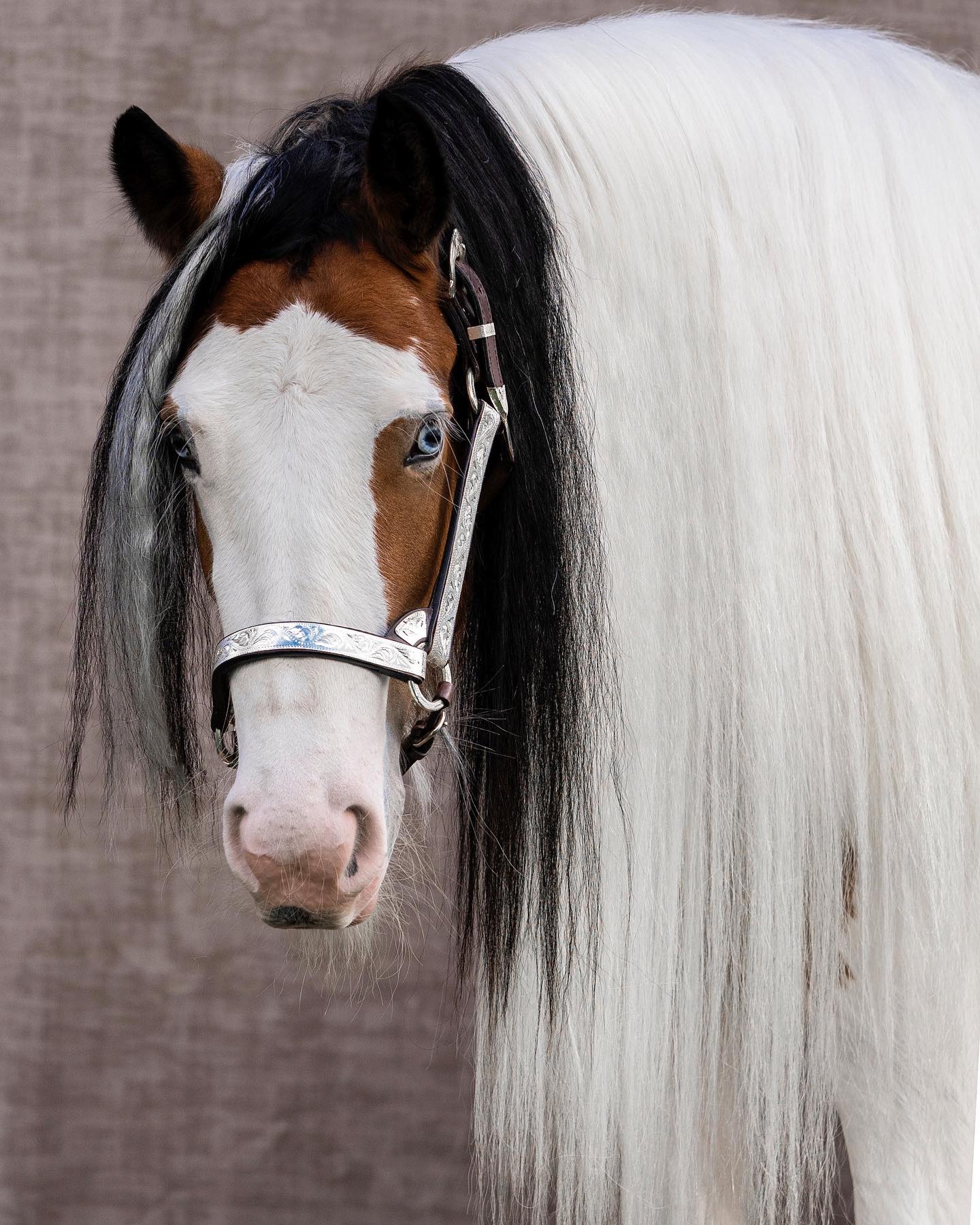 Gypsy Vanner @San Samuel De Abril Criadero